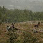 Rentiere bei Vålådalen