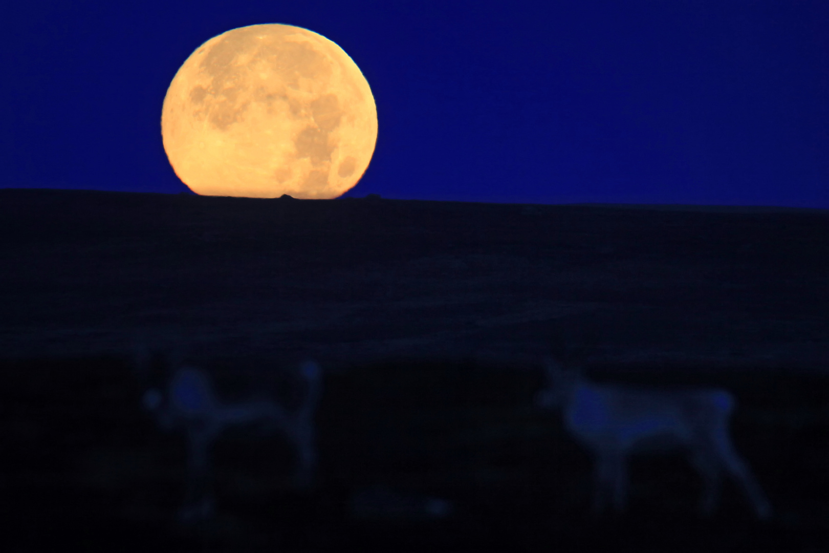 Rentiere bei Vollmond