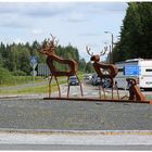 Rentiere im Kreisverkehr