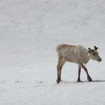 Rentiere im Schnee