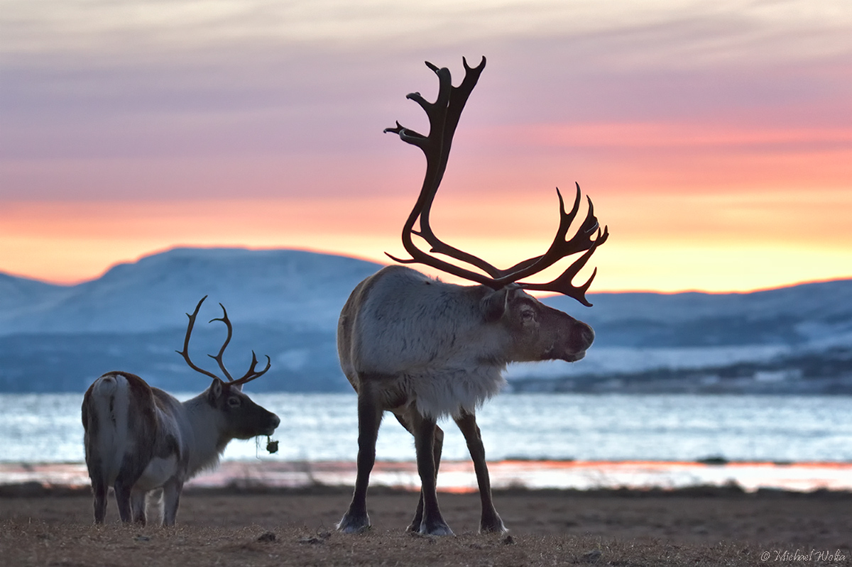 Rentiere in der Polarnacht Foto & Bild | wasser, winter, licht Bilder