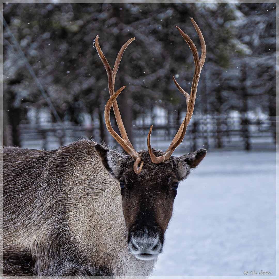 Rentiere in Finnisch - Lappland