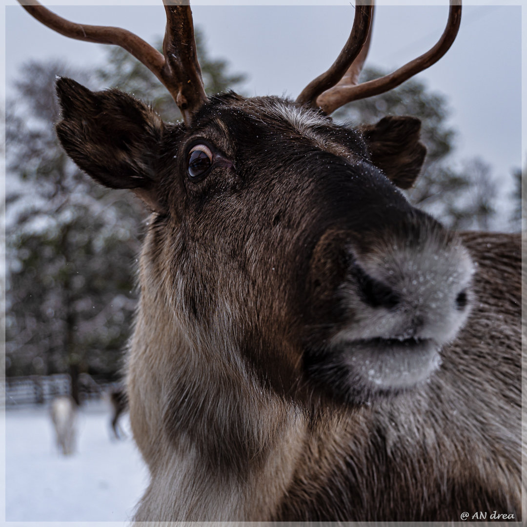 Rentiere in Finnisch - Lappland