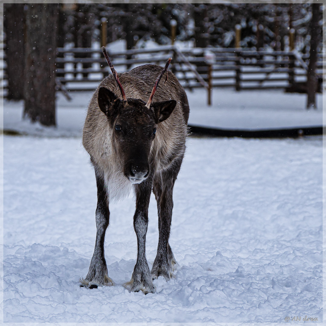 Rentiere in Finnisch - Lappland