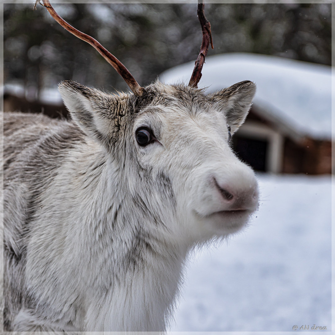 Rentiere in Finnisch - Lappland