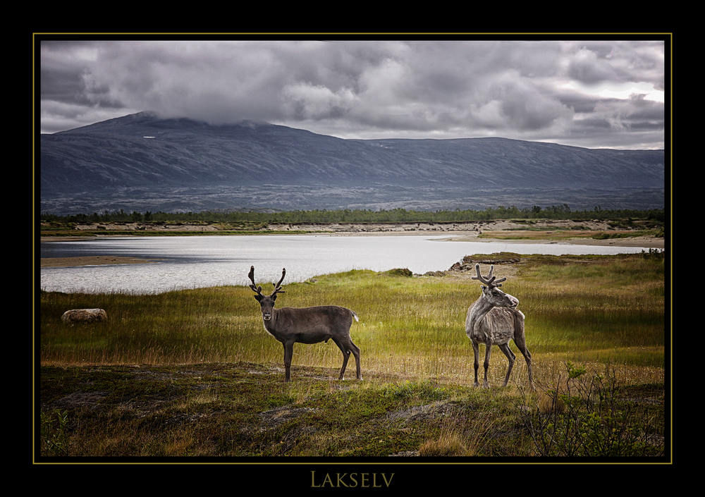 Rentiere in Lakselv