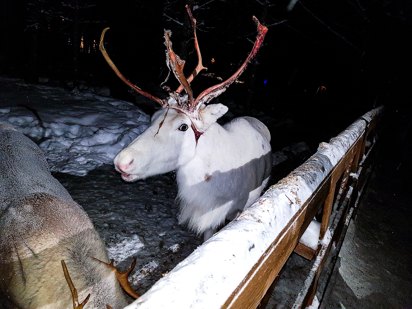 Rentiere in Lappland