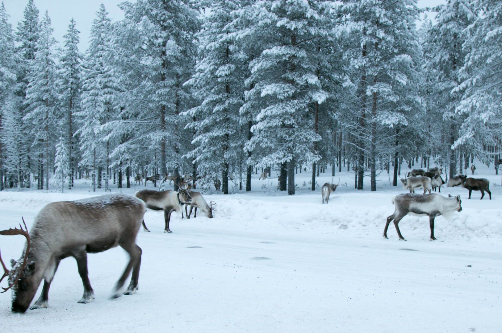 Rentiere in Lappland