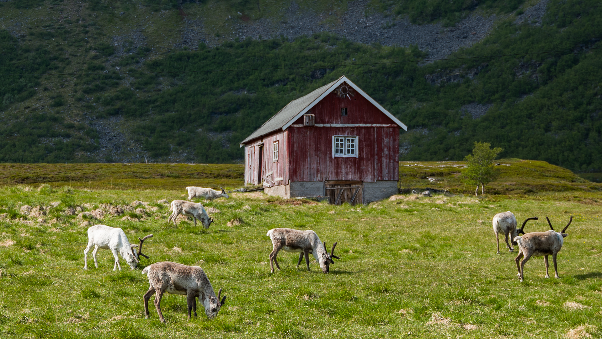 Rentiere in Nord-Norwegen