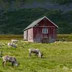 Rentiere in Nord-Norwegen