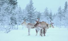 Rentiere in Nordfinnland