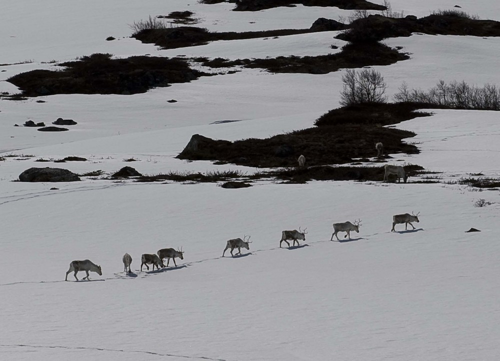 Rentiere in Norwegen