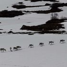 Rentiere in Norwegen