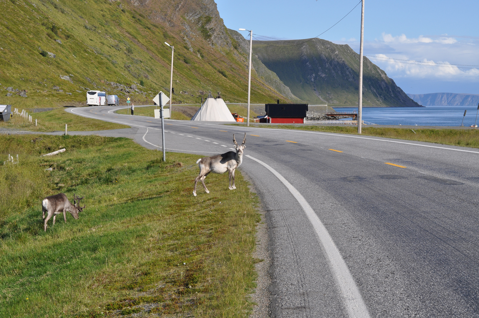 Rentiere in Norwegen