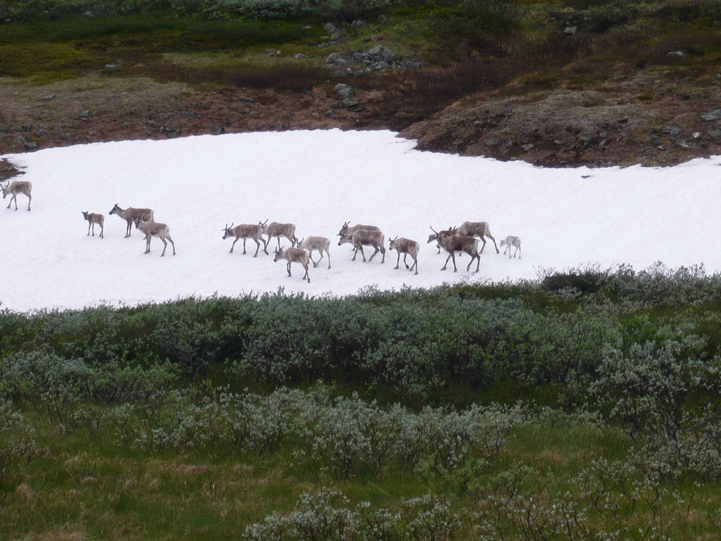 Rentiere in Norwegen in Freier Naturlandschaft 