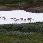 Rentiere in Norwegen in Freier Naturlandschaft 