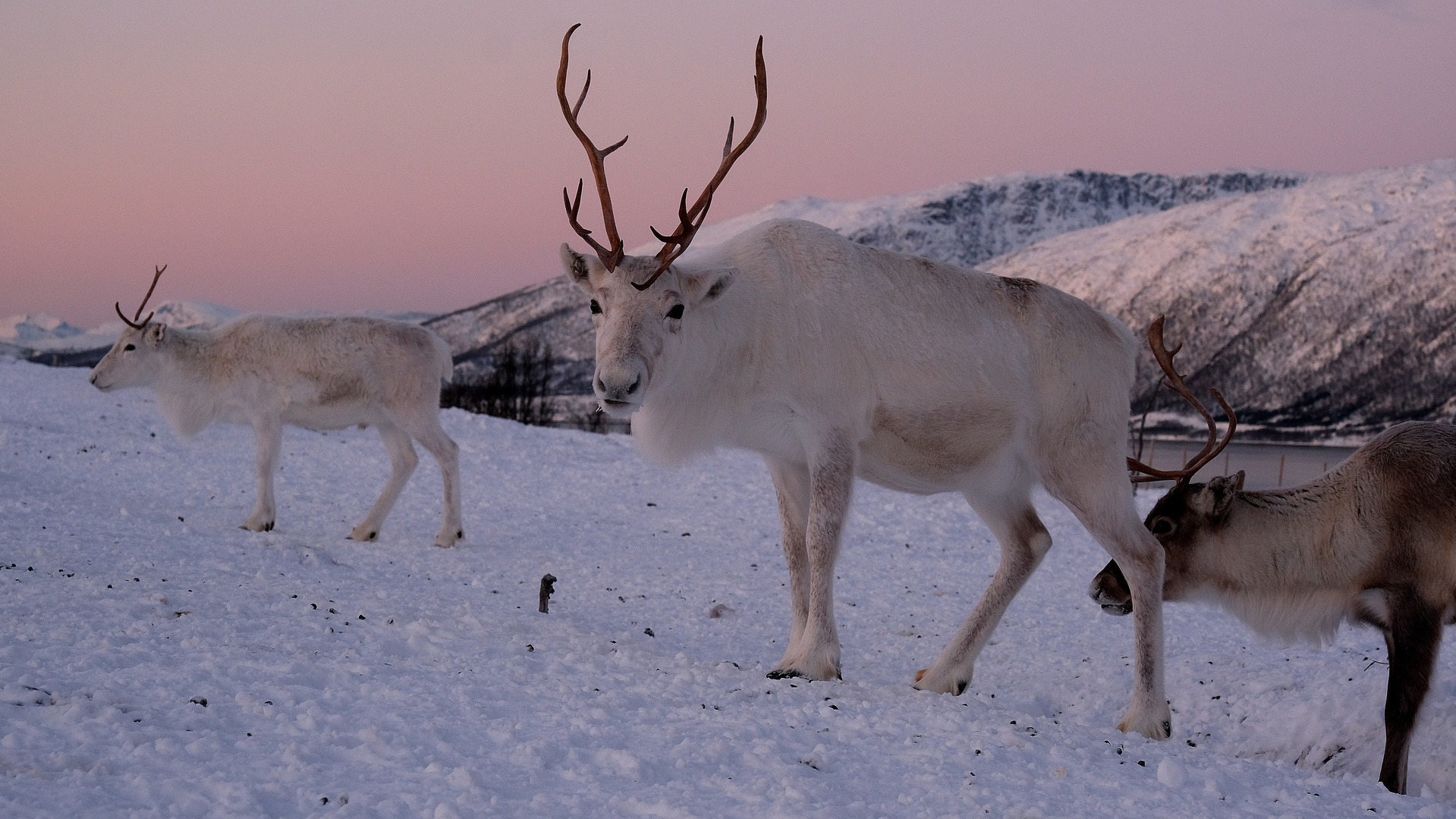 Rentiere in Norwegen  - Rentierfarm Nähe Tromsö 