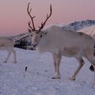 Rentiere in Norwegen  - Rentierfarm Nähe Tromsö 