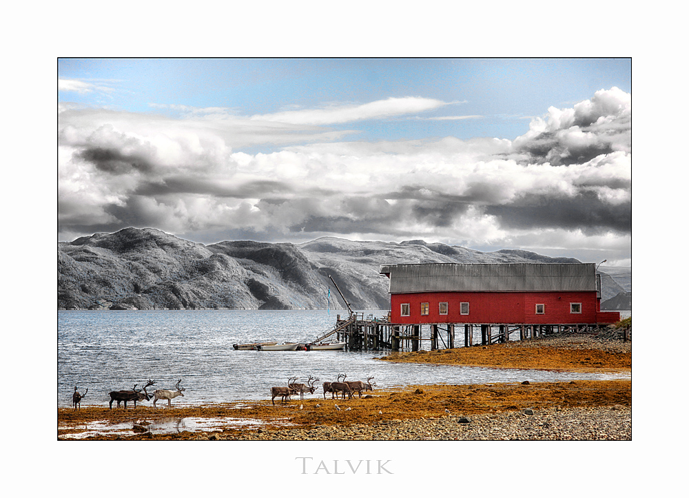 Rentiere in Talvik / Finnmark