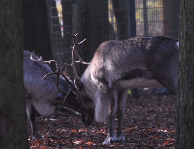 Rentiere leichtes geplänkel ...