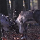 Rentiere leichtes geplänkel ...