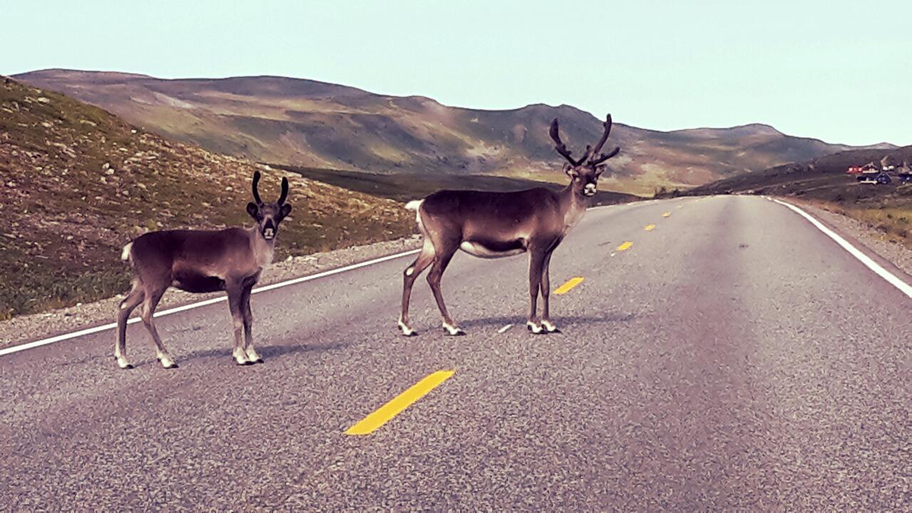 Rentiere nahe des Nordkapps