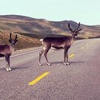 Rentiere nahe des Nordkapps