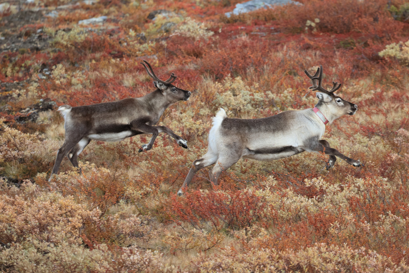 Rentiere (Rangifer tarandus) in Schweden I