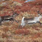 Rentiere (Rangifer tarandus) in Schweden I