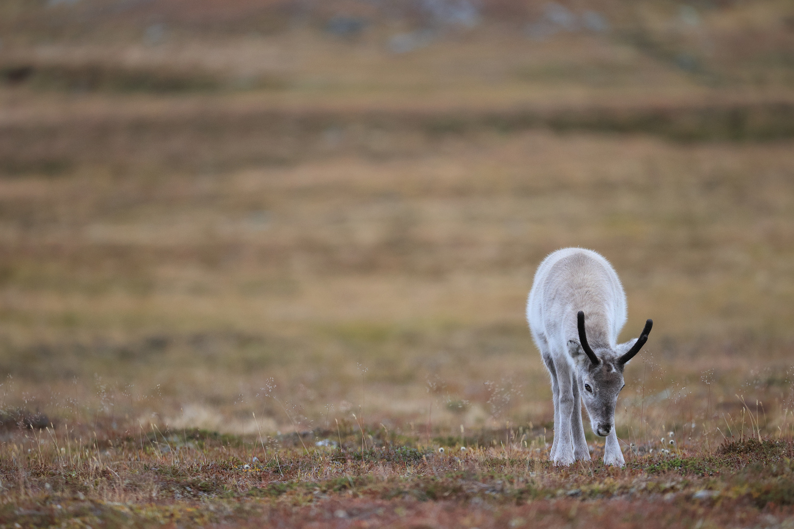 Rentiere (Rangifer tarandus) in Schweden II