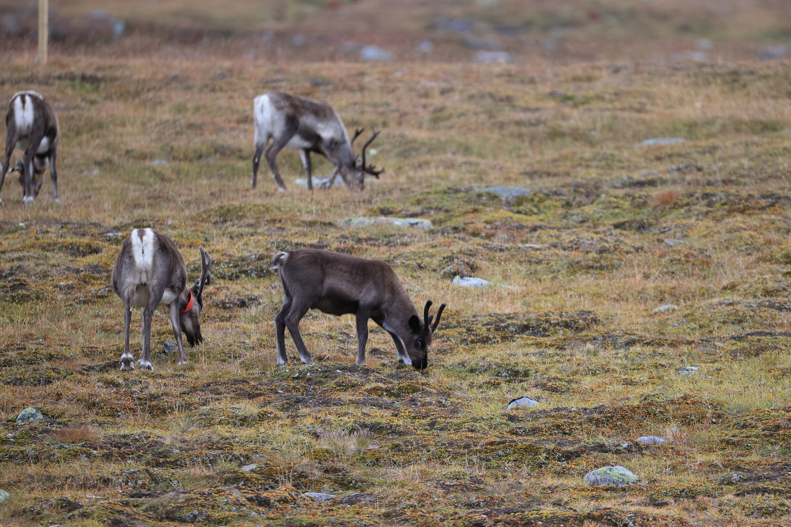 Rentiere (Rangifer tarandus) in Schweden IX