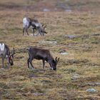 Rentiere (Rangifer tarandus) in Schweden IX