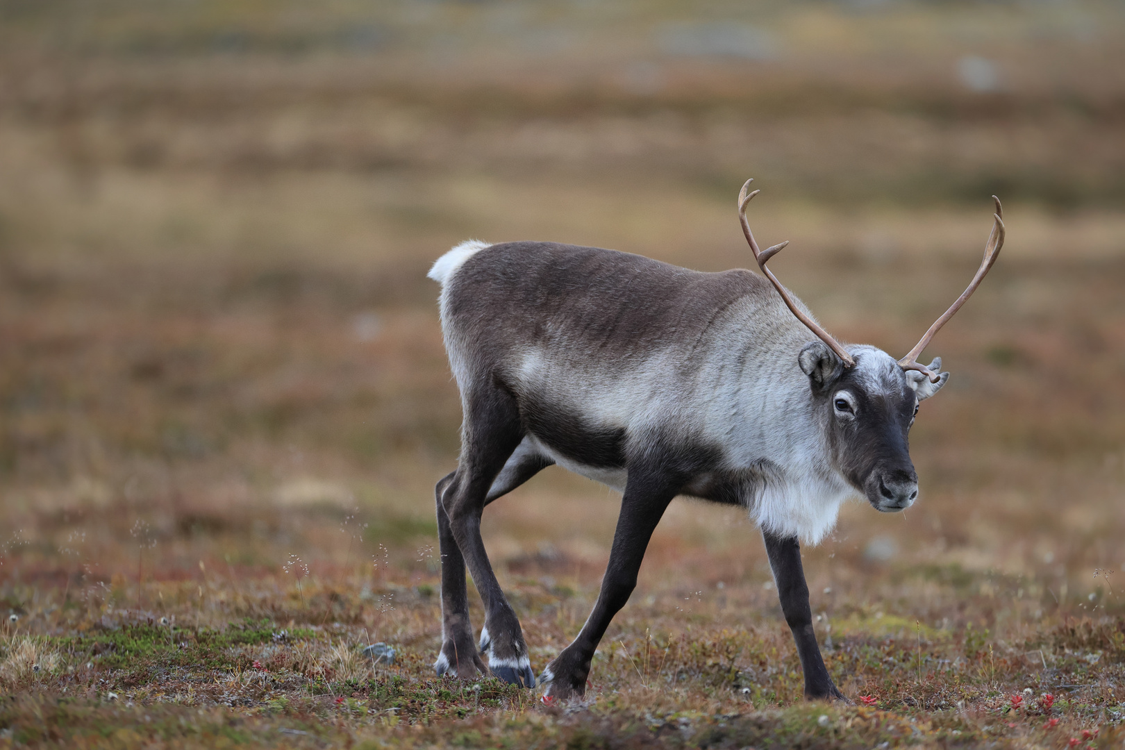 Rentiere (Rangifer tarandus) in Schweden V