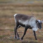 Rentiere (Rangifer tarandus) in Schweden V