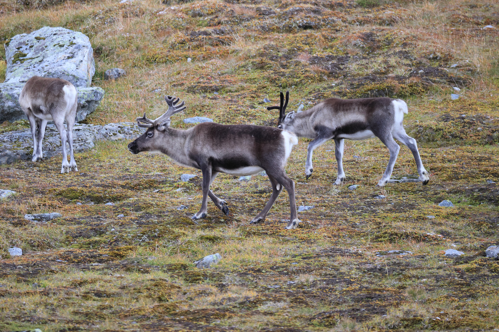 Rentiere (Rangifer tarandus) in Schweden VI