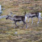 Rentiere (Rangifer tarandus) in Schweden VI