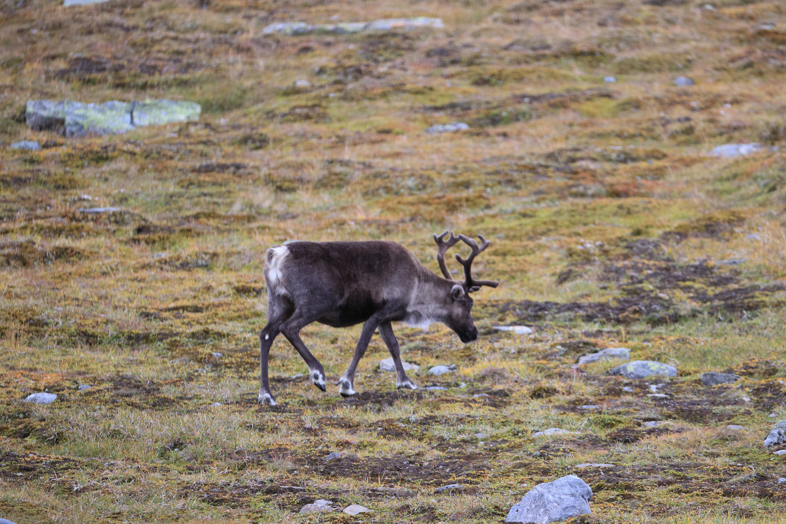 Rentiere (Rangifer tarandus) in Schweden VII