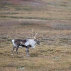 Rentiere (Rangifer tarandus) in Schweden VIII