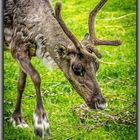 Rentiere statt Rehe Bild 1