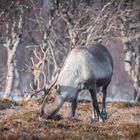 Rentiere vor Tromsö 