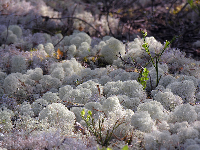 Rentierflechte (Cladonia stellaris)