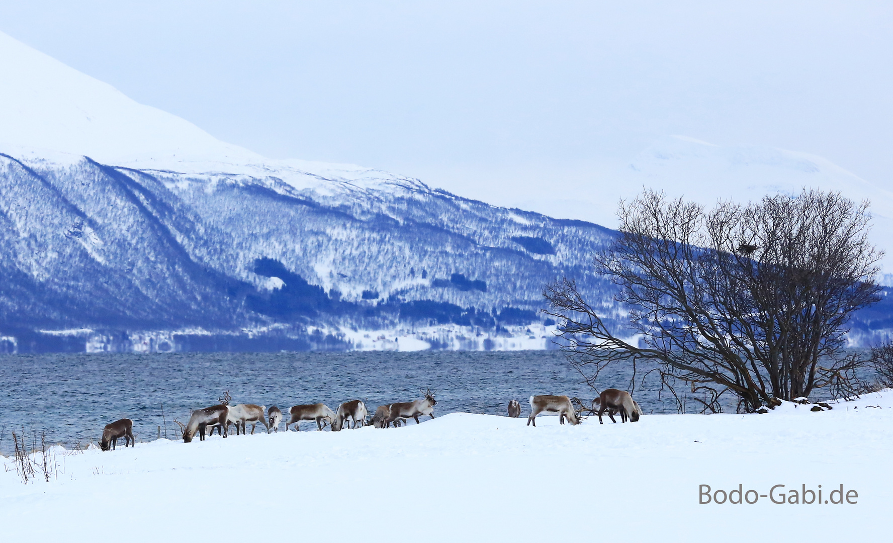 Rentierherde auf Tisnes