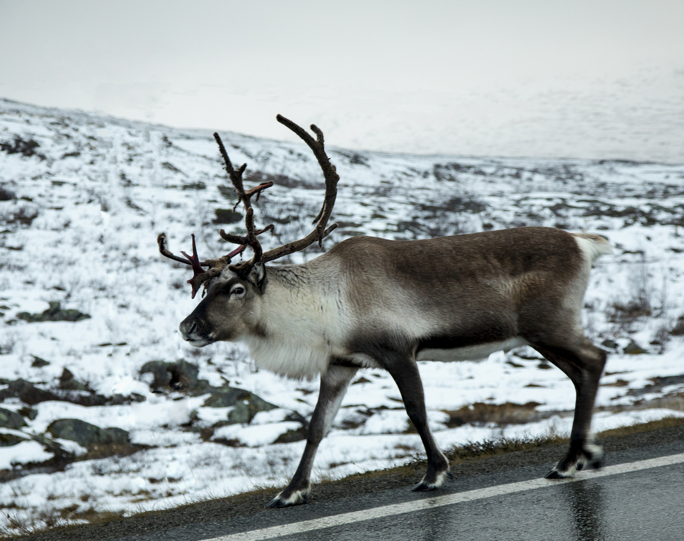 Rentier_im Nationalpark Hardangervidda Norwegen