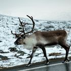 Rentier_im Nationalpark Hardangervidda Norwegen