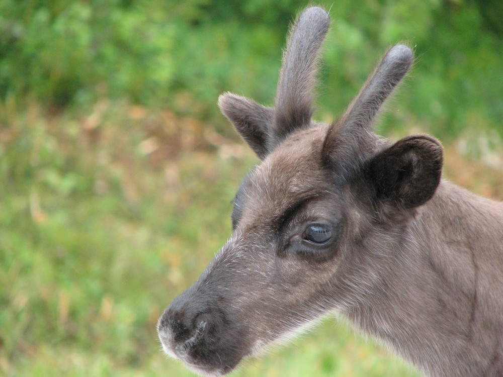 Rentierkalb