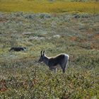 Rentierkalb auf dem Kungsleden