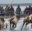 Rentierschlittenrennen der Nenzen auf dem zugefrorenen Ob