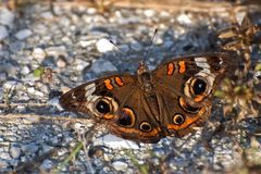 Repariertes Common Buckeye