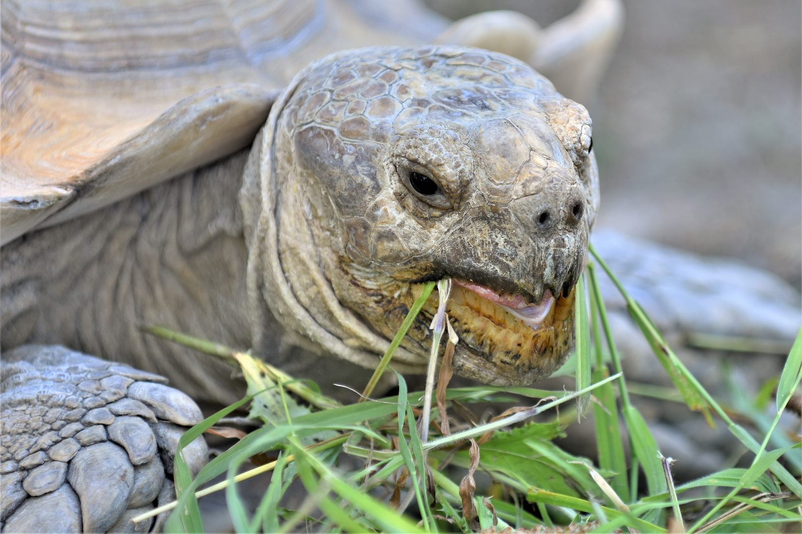 Repas de la tortue