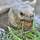 Repas de la tortue